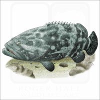 Giant Grouper illustration