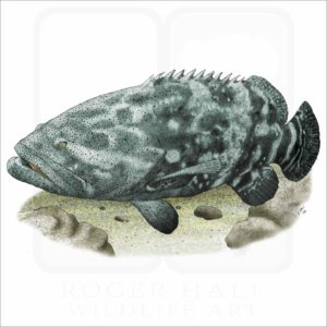 Giant Grouper illustration