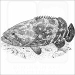 Giant Grouper
