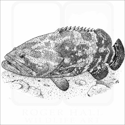 Giant Grouper