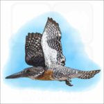 Giant Kingfisher illustration