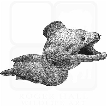 Giant Moray Eel