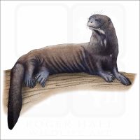Giant River Otter illustration