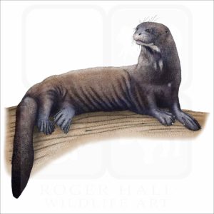 Giant River Otter illustration