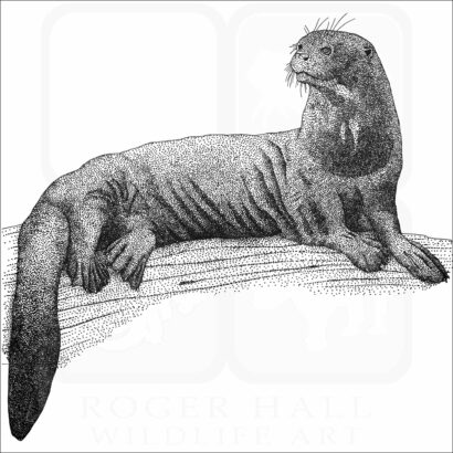 Giant River Otter