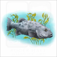 Giant Sea Bass fine art illustration