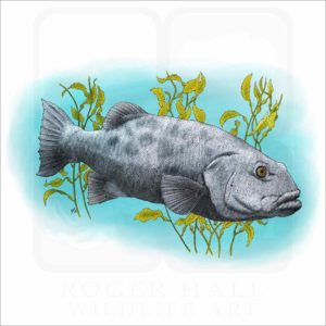 Giant Sea Bass fine art illustration