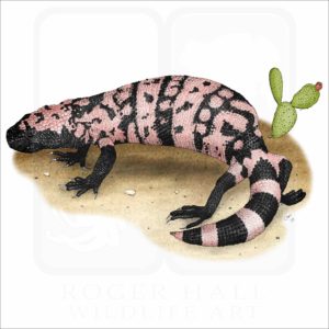 Gila Monster illustration