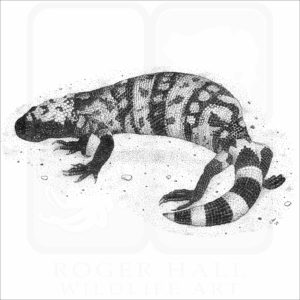 Gila Monster