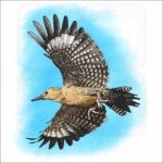 Gila Woodpecker illustration