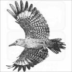 Gila Woodpecker
