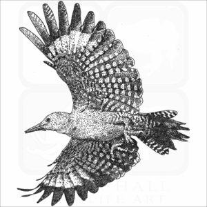 Gila Woodpecker