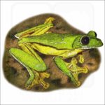 Gliding Treefrog illustration