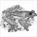 Gliding Treefrog