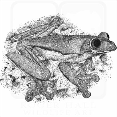 Gliding Treefrog