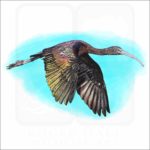 Glossy Ibis illustration