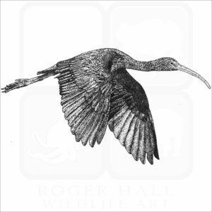 Glossy Ibis