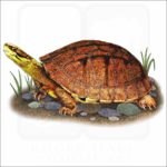 Gold Coin Turtle illustration
