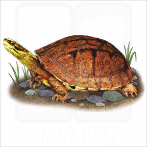 Gold Coin Turtle illustration