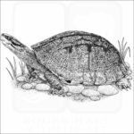 Gold Coin Turtle