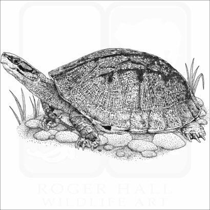 Gold Coin Turtle