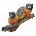 Golden-Mantled Tamarin illustration