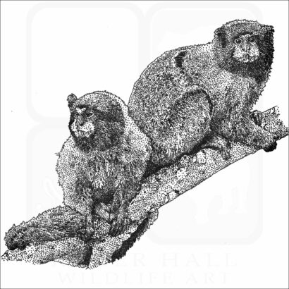 Golden-Mantled Tamarin