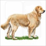Golden Retriever illustration