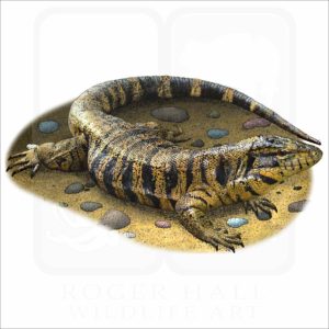 Golden Tegu illustration