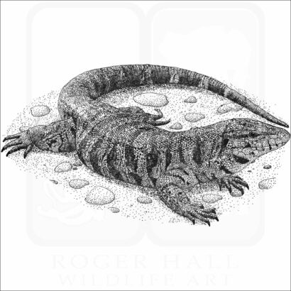 Golden Tegu