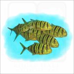 Golden Trevally illustration