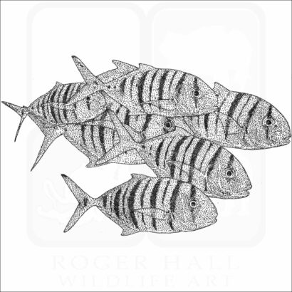 Golden Trevally