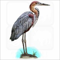 Goliath Heron illustration