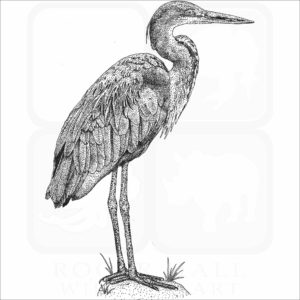 Goliath Heron