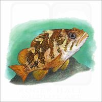 Gopher Rockfish illustration