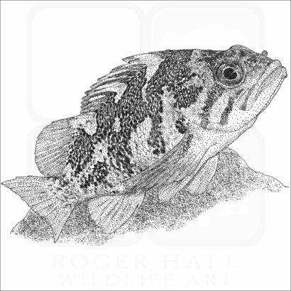 Gopher Rockfish