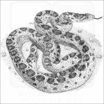 Gopher Snake