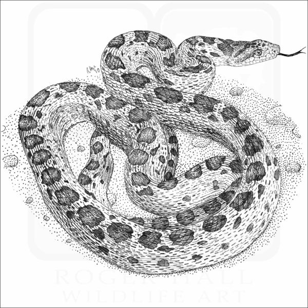 Gopher Snake