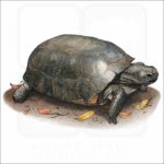 Gopher Tortoise illustration