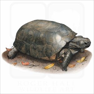 Gopher Tortoise illustration