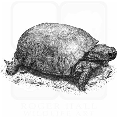 Gopher Tortoise
