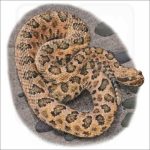 Grand Canyon Rattlesnake illustration