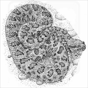 Grand Canyon Rattlesnake