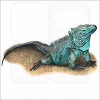 Grand Cayman Blue Iguana illustration