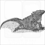 Grand Cayman Blue Iguana