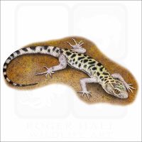 Granite Night Lizard illustration
