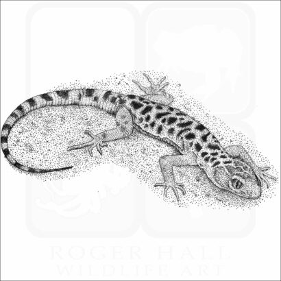 Granite Night Lizard