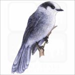 Gray Jay illustration