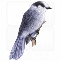 Gray Jay illustration