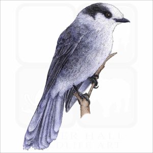 Gray Jay illustration